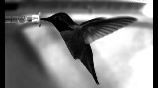 Annas Hummingbird Flying Backwards to Stay Still in Wind Tunnel [upl. by Mehs]