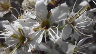 Flores de Endrino Prunus spinosa wwwriomoroscom [upl. by Enairb]