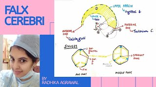 FALX CEREBRI ANATOMY  HNF  Medseed MBBS [upl. by Eatnhoj421]