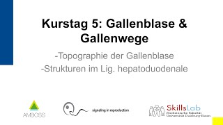 Vorklinischer Sonographie Kurs 5 Gallenblase und Gallenwege [upl. by Mcloughlin]