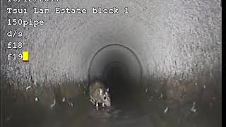 MiniCam Proteus CRP90 shooting mouse inside underground pipe [upl. by Madel]