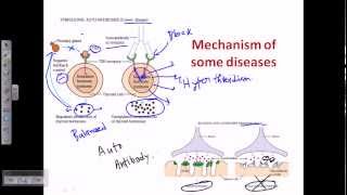 Autoimmunity self immunity [upl. by Blanch]