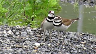 Killdeer Mating on Governors Island NY [upl. by Linad]