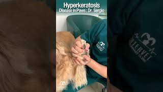 Hows your dogs paws  Hyperkeratosis Disease in Paws  Dr Sergio dog pets doglover petcare [upl. by Eatnahc]