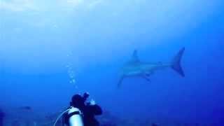 Great White Shark  Molokini Maui Hawaii [upl. by Thorlie369]