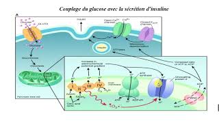 Comment se fait la Sécrétion de lInsuline  le Mécanisme [upl. by Rawley]