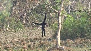 Hoolock Gibbon walking like Human [upl. by Cornew]