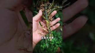 山中罕见的30种中草药 中药本草 植物科普 大自然的馈赠 农业种植 药用植物 [upl. by Sutsuj409]