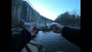 Shad Fishing Early March Occoquan [upl. by Pihc]