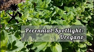 Perennial Spotlight Oregano [upl. by Frances46]