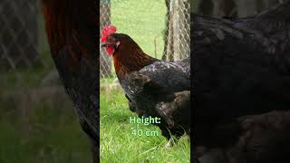 Langshan Chickens Size Eggs Lifespan and More [upl. by Nonohcle]