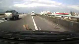 Dog Jumps Out Of Car Window On Highway [upl. by Gaspard462]