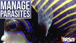 DOUBLE the Lifespan of Your Saltwater Fish With Proper Disease amp Parasite Management Ep 5 [upl. by Grodin]