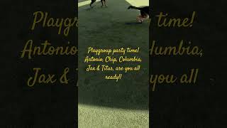 CCAS Martinez CA Playgroup party time with Antonio Chip Columbia Jax amp Titus [upl. by Queri]