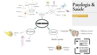 Histologia do tecido nervoso  mapa mental [upl. by Groark]