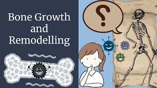 Bone Growth and Remodeling of Bones  Novice Medic [upl. by Susana]