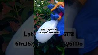 Result കണ്ട് ഞെട്ടും ഉറപ്പാ diy diygardening garden rose plants insecticide fungicides neem [upl. by Seely]