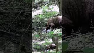 Cinnamon phase bear drinking at mountain spring [upl. by Liatrice391]