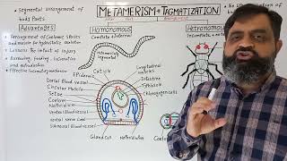 Metamerism and Tagmatization English medium  Prof Masood Fuzail  Metamerism in Annelids [upl. by Radu23]