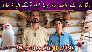 Visit Java Sparrow Setup In Karachi  40 Pairs Java Sparrow setup  Java Breeder Colony  Birds [upl. by Eserahs223]