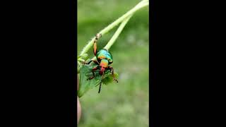 Dogbane Beetle  Kumbang logam Pelangi 🌈 [upl. by Ahsenad195]