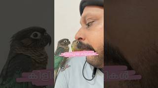 കിളിപ്പോയ കിളികൾ l Mittu amp Kallu My companion l How To Train Petbirds petbirdtraining petvlog [upl. by Arimlede403]