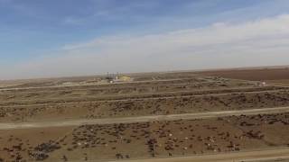 Drones Expose Massive Beef Feedlots [upl. by Anej542]