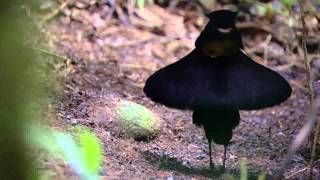 BBC Planet Earth  Birds of Paradise mating dance [upl. by Koetke]