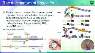 Genetics of globin synthesis 2024 التحكم الجيني ببروتين الهيموجلوبين [upl. by Velasco]