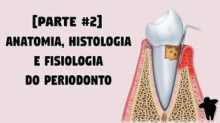 Dentista Estuda 2 PT 2 Anatomia Histologia e Fisiologia do Periodonto  Concursos Para Dentistas [upl. by Festatus313]