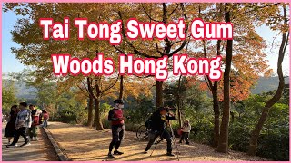 EXPLORE TAI TONG SWEET GUM WOODS HONG KONG  LOLANG OFW VLOGS [upl. by Addison]