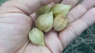 Physalis Fruit The Golden Berry with health Benefits  Plant Collection [upl. by Leuqer]