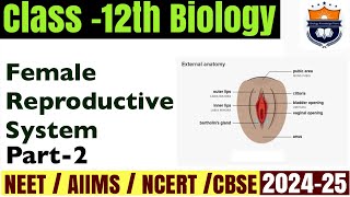 The Female Reproductive System part 2  External Genitalia  Human Reproduction  Class12 Biology [upl. by Elianore109]