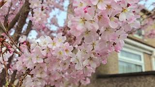 Flowering trees amp plants of early spring Japanese quinceAubrietacherryblossom camelia magnolia [upl. by Eelanej]