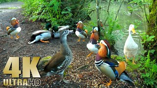 Ducks Quacking  Mandarin Duck  Mallards  Pekin Ducks  Nature Relaxation Video [upl. by Animsaj270]