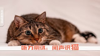 十个喵声片段里只有两个是猫咪发出的，你能听出来吗？ [upl. by Phelps748]