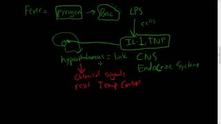 30  Chronic Inflammation  Eosinophils Mast Cells Systemic effects of inflammation [upl. by Ahsinit79]