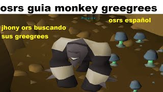 como obtener los monkey greegree osrs español 2022 [upl. by Halsted]