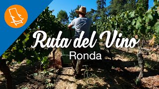 Ruta de Vino Descubre Ronda y sus bodegas [upl. by Kecaj]