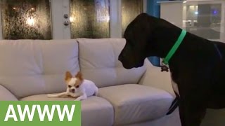 Chihuahua refuses to share treat with Great Dane [upl. by Obie]