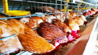 Amazing Layer Poultry Farming Layers Chicken Farming Modern Battery Cage System Chicks Egg Layer [upl. by Llezom]