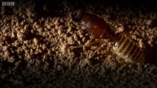 Defending the ant nest from intruders  Ant Attack  BBC [upl. by Hessler]