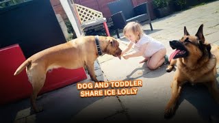 Dog And Toddler Share An Ice Lolly 😊  PAWSOME PETS [upl. by Ailime]