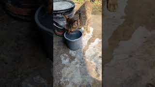 cat pani bhi piti h🧐😶aaj pta chalalikeandsubscribe please my channelshortvideosfunnyshortsme [upl. by Ellynad]