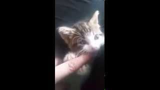 Baby kitten loves human contact [upl. by Llertnor236]