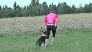 American staffordshire terrier  obedience training [upl. by Theurich]