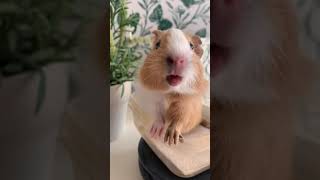 Guinea pig noise compilation real Thepiggypotatoes [upl. by Lapides109]