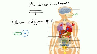 Pharmacologie  Pharmacocinetique et Pharmacodynamique [upl. by Ahkos]