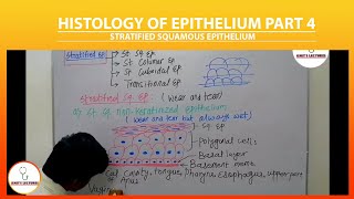 Stratified Squamous Epithelium  Stratified Epithelium  Keratinized and Nonkeratinized Epithelium [upl. by Hy833]