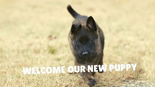 Our New 8 Week Old Dutch Shepherd Puppy “Gregory” Has Arrived  Grassroots K9 [upl. by Zimmerman305]